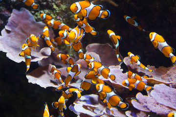 Orange clownfish - obrazy, fototapety, plakaty
