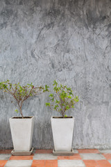 concrete wall with tree