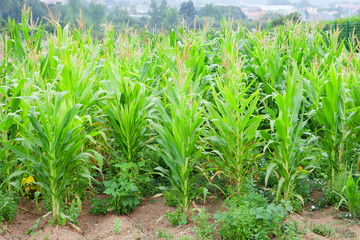 Planting corn