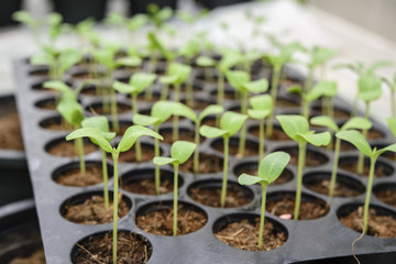 Melon plantation in the bulket