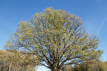  autumnal oak tree