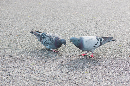 Two Pigeons find food on a street.