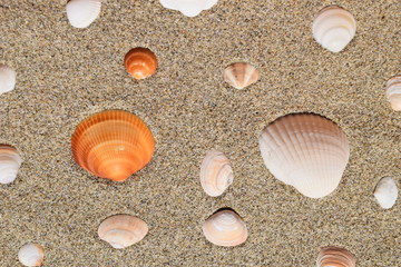 貝殻のテクスチャ／「海イメージ」や「夏イメージ」等の背景用素材として使用できる写真です。