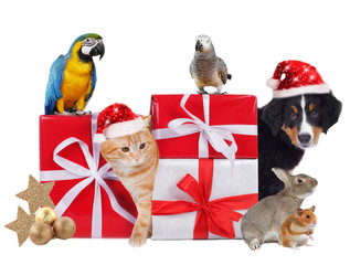 Different pets with christmas parcels