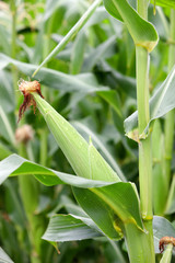 Fototapeta premium Planting corn