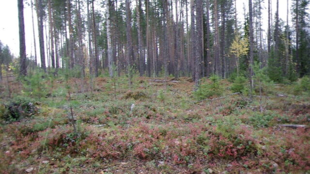 autumnal  dense forest landscape.Deep Taiga Forest.Russia