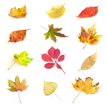 composition de feuilles mortes à l'automne