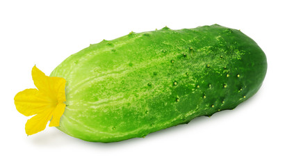 Fresh green ripe cucumber whith flower isolated on white background. Design element for product label, catalog print, web use.