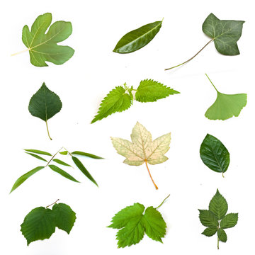 composition de feuilles vertes d'arbres sur fond blanc