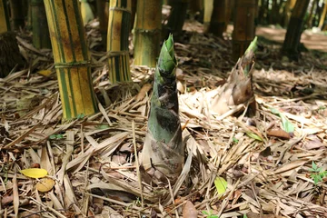 Papier Peint photo Lavable Bambou Golden Bamboo