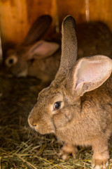 Rabbit