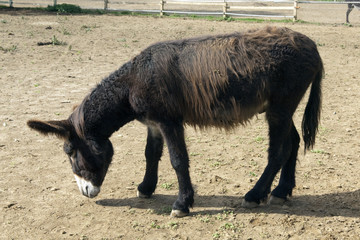 Poitou-Esel, Esel; Equus, Haustier