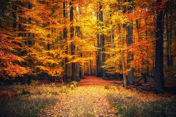 Selbstklebende Fototapete Straße im Wald Herbstpark