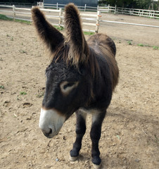 Poitou-Esel, Esel; Equus, Haustier