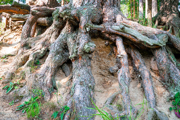 Big tree roots