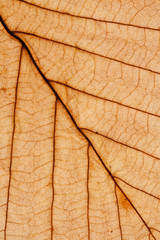 Naklejka na ściany i meble Dry leaf macro showing veins texture