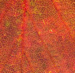 Fototapeta na wymiar Red autumn leaf intricate pattern of veins