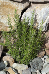 Rosmarin; Rosmarinus Officinalis; Strauch;