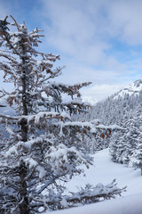 winter snow trees landscape
