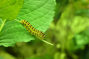 Schwalbenschwanzraupe