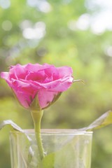  Beautiful pink rose blooming