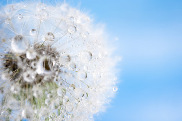 dandelion macro