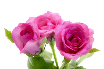 pink rose flower on white background