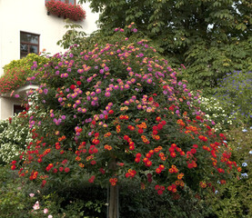 Wandelroeschen, Lantana, camara, Wandelrosen,