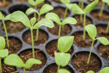Melon plantation seeding
