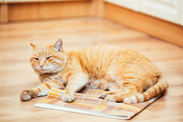 Peaceful Red Lying On Laminate Floor