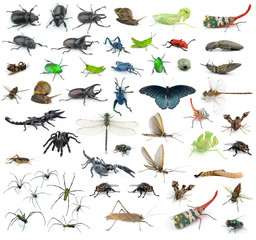 Set of insects on white background