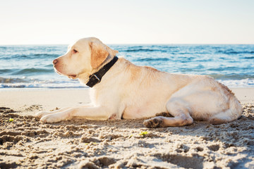 labrador retriever dog on beach in morning light