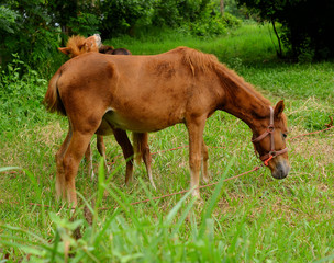 Fototapeta premium horse