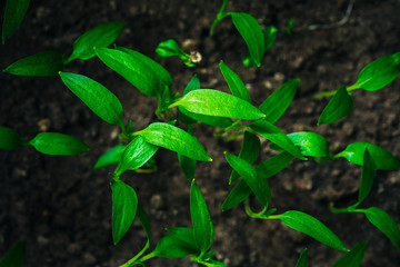 Green Young Sprouts Growing From Soil Background