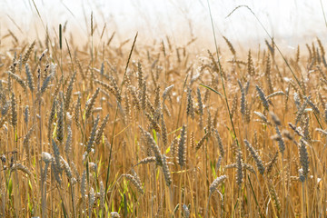 golden wheat in a farm field
