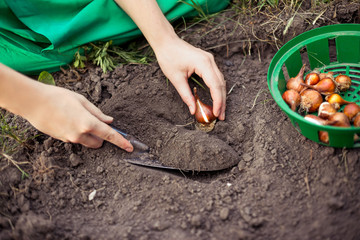 Planting flower bulbs (tulip) in the flower-garden in autumn