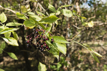 elderberry fruit on the bush