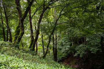 nice forest