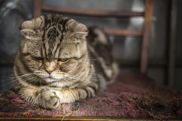 sad striped Scottish Fold cat lying on the balcony on an old torn chair