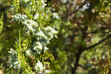 fruit cypress branches