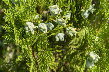 fruit cypress branches