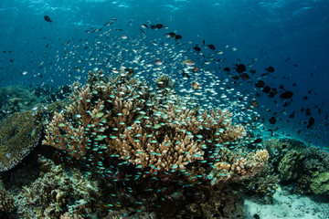 Fototapeta na wymiar Fish and Coral on Pacific Reef