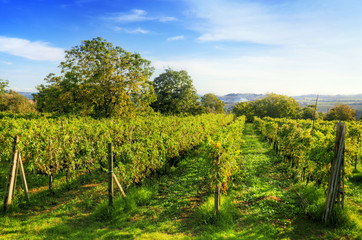 Fototapeta na wymiar Vineyard in Tuscany, Ripe grapes