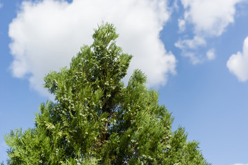 Fototapeta premium fruit cypress branches and blue sky with clouds
