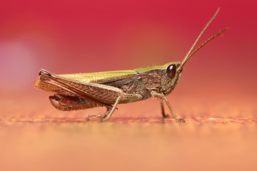 Photo of grasshopper closeup in purple tones