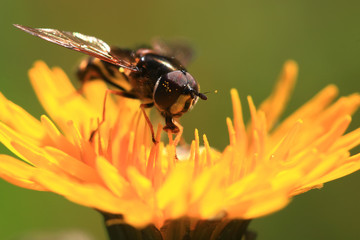 Portrait of a fly insect on dandelion