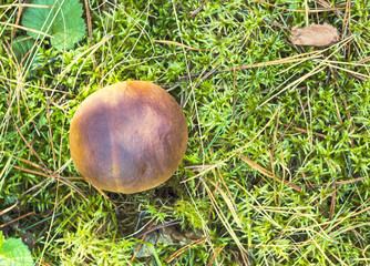 One boletus in the forest