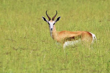 Naklejka na ściany i meble Springbok Antelope Ram - In the green fields of Life