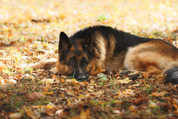 Dog breed German Shepherd walking in autumn park