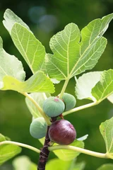 Crédence de cuisine en verre imprimé Lilas Delicious organic figs on the tree